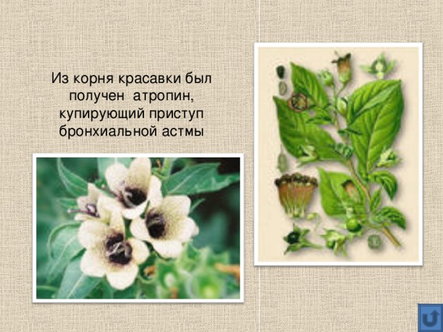 Из корня красавки был получен атропин, купирующий приступ бронхиальной астмы 