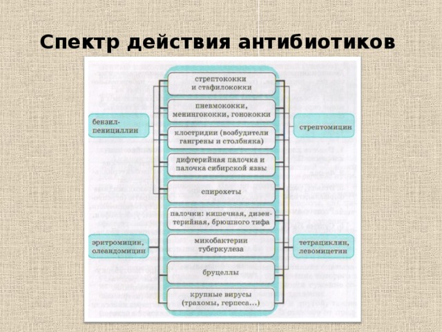 Спектр действия антибиотиков 