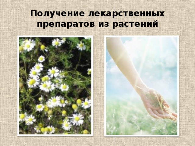 Получение лекарственных препаратов из растений 