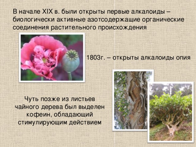 В начале XIX в. были открыты первые алкалоиды – биологически активные азотсодержащие органические соединения растительного происхождения 1803г. – открыты алкалоиды опия Чуть позже из листьев чайного дерева был выделен кофеин, обладающий стимулирующим действием 