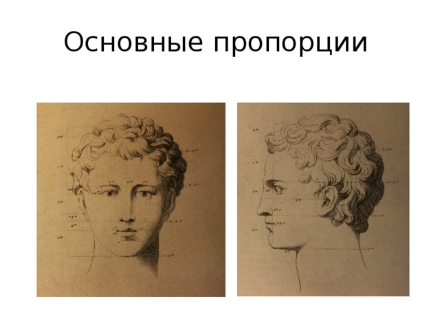 Основные пропорции 