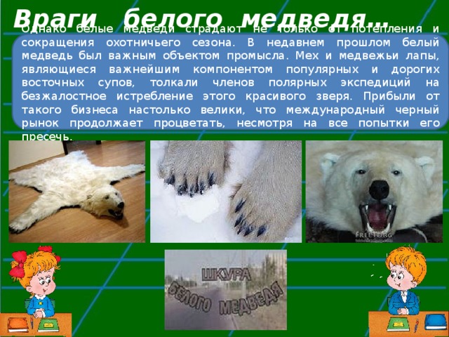Почему Не Едят Белых Медведей