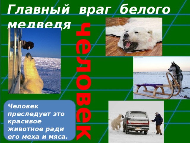 Белый медведь защищается от врагов. Мишка северный прикол. Рассказ о белом медведе. Враг белого медведя человек. Как белый медведь защищается от врагов.