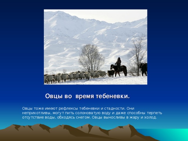  Овцы во время тебеневки. Овцы тоже имеют рефлексы тебеневки и стадности. Они неприхотливы, могут пить солоноватую воду и даже способны терпеть отсутствие воды, обходясь снегом. Овцы выносливы в жару и холод. 