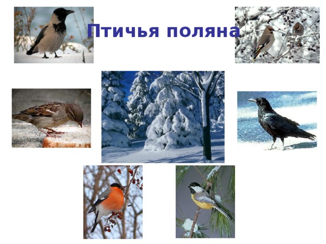 Птичья поляна 