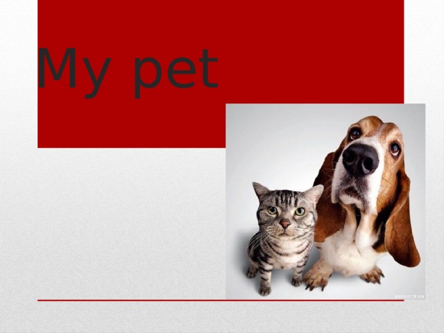My pet 