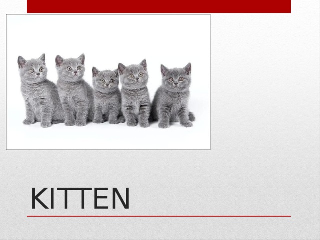 KITTEN   