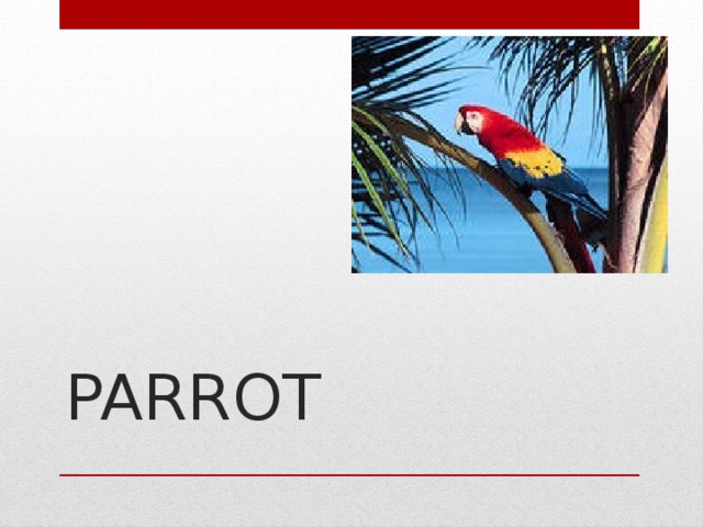 PARROT   
