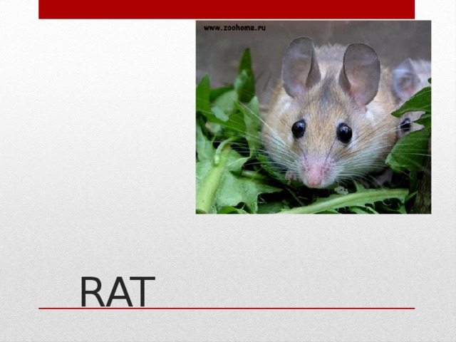 RAT   