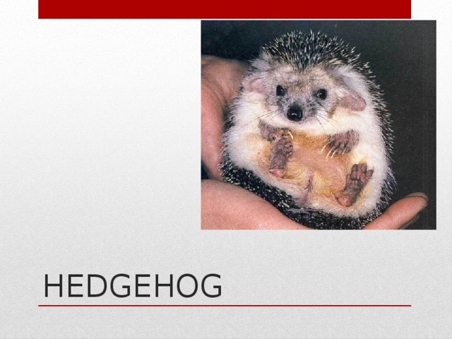   HEDGEHOG 