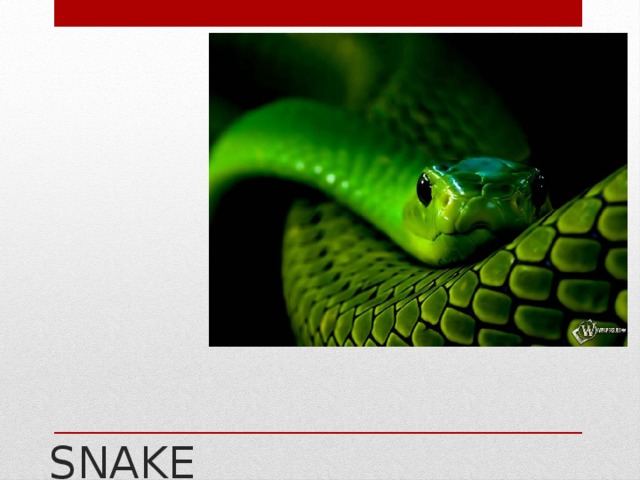 SNAKE    