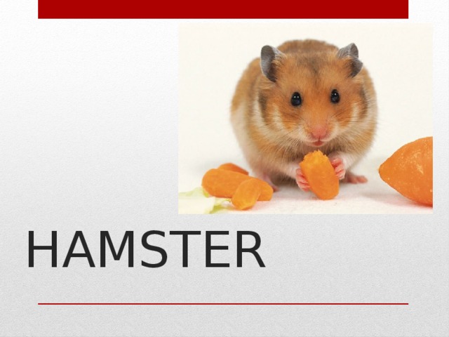  HAMSTER    