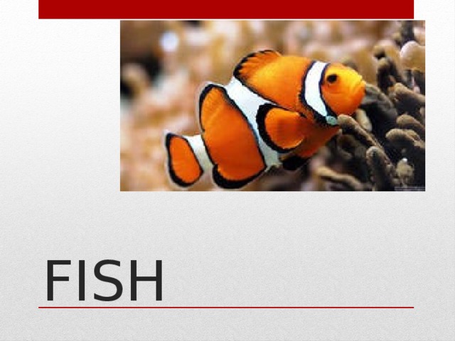 FISH   