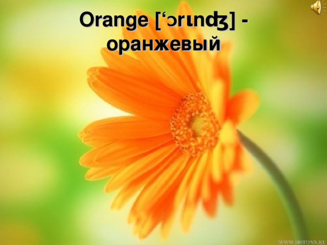 Orange [‘ Ɔ rιnʤ] - оранжевый 