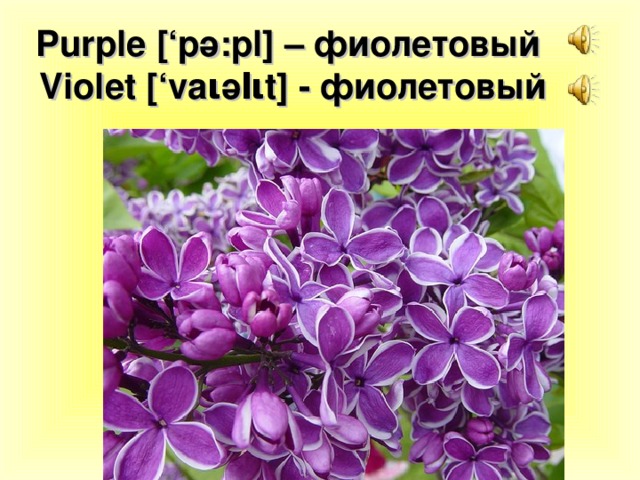 Purple [‘p ә :pl] – фиолетовый   Violet [‘va ι ә l ι t] - фиолетовый 