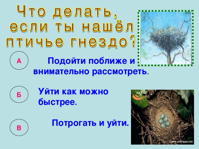 Подойти поближе и внимательно рассмотреть . А Уйти как можно быстрее . Б Потрогать и уйти. В 