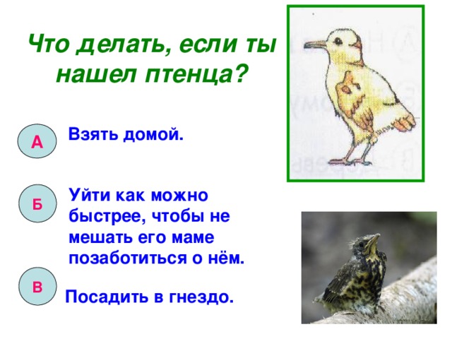 А Что делать, если ты нашел птенца? Взять домой. Уйти как можно быстрее, чтобы не мешать его маме позаботиться о нём. Б В Посадить в гнездо. 