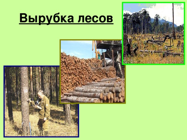 Вырубка лесов английский язык 8 класс проект