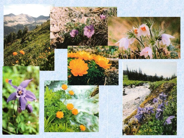 334 вида птиц 76 видов млекопитающих 37 видов рыб 40 видов муравьёв  140 видов бабочек 