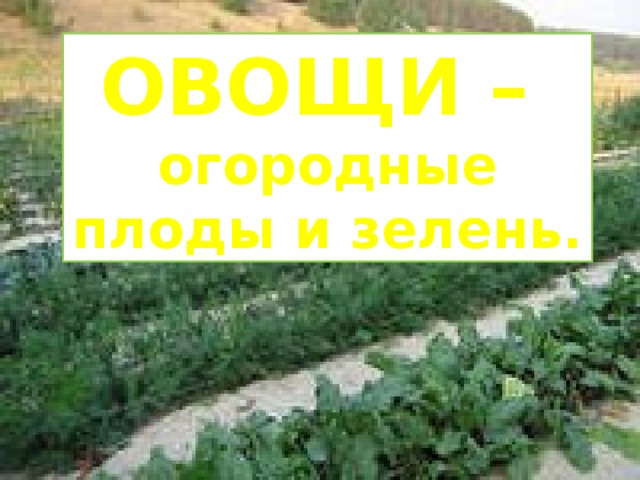 ОВОЩИ – огородные плоды и зелень. 