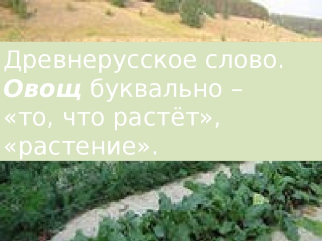 Древнерусское слово. Овощ буквально – «то, что растёт», «растение». 