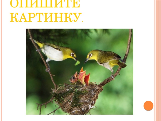 Опишите картинку . 