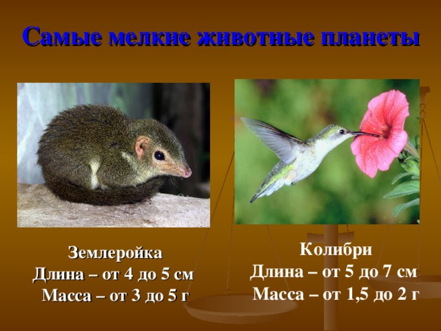 Самые мелкие животные планеты  Колибри Длина – от 5 до 7 см Масса – от 1,5 до 2 г Землеройка Длина – от 4 до 5 см Масса – от 3 до 5 г 14 14 