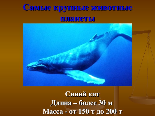 Самые крупные животные планеты  Синий кит Длина – более 30 м Масса - от 150 т до 200 т 14 14 