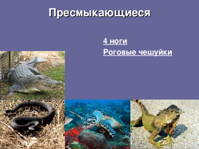 Пресмыкающиеся   4 ноги Роговые чешуйки 