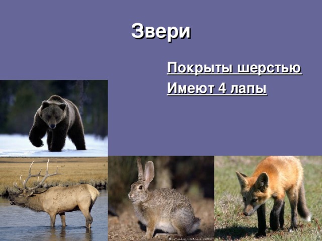 Звери Покрыты шерстью Имеют 4 лапы 