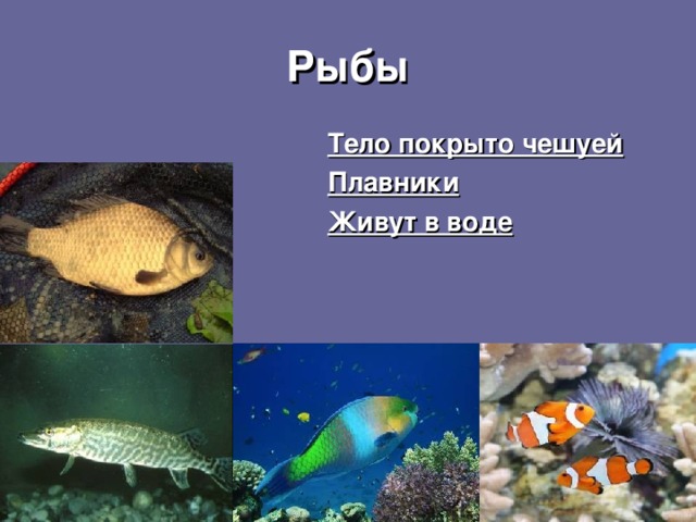 Рыбы Тело покрыто чешуей Плавники Живут в воде 