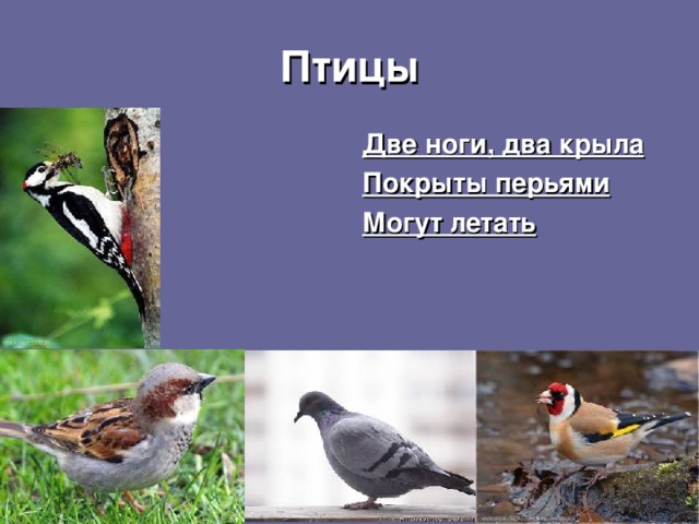 Птицы Две ноги, два крыла Покрыты перьями Могут летать  