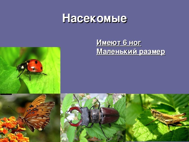 Насекомые Имеют 6 ног Маленький размер 