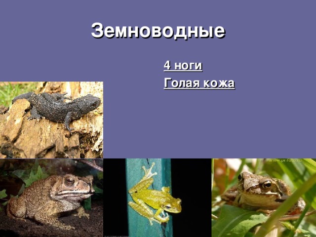 Земноводные 4 ноги Голая кожа 