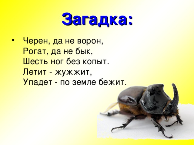 Загадка: 