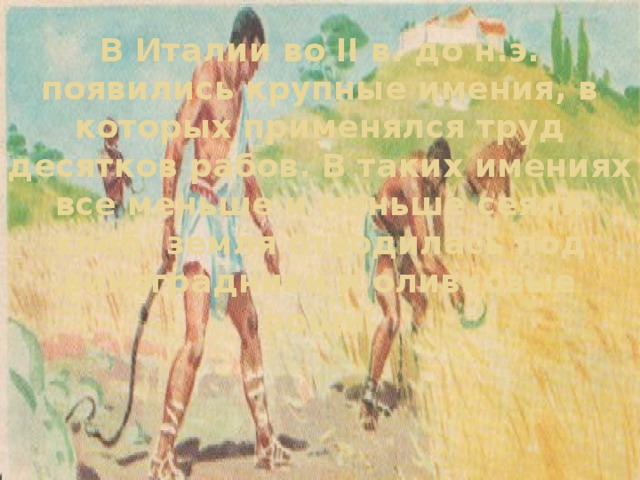 В Италии во II в. до н.э. появились крупные имения, в которых применялся труд десятков рабов. В таких имениях все меньше и меньше сеяли хлеб; земля отводилась под виноградники и оливковые рощи.   