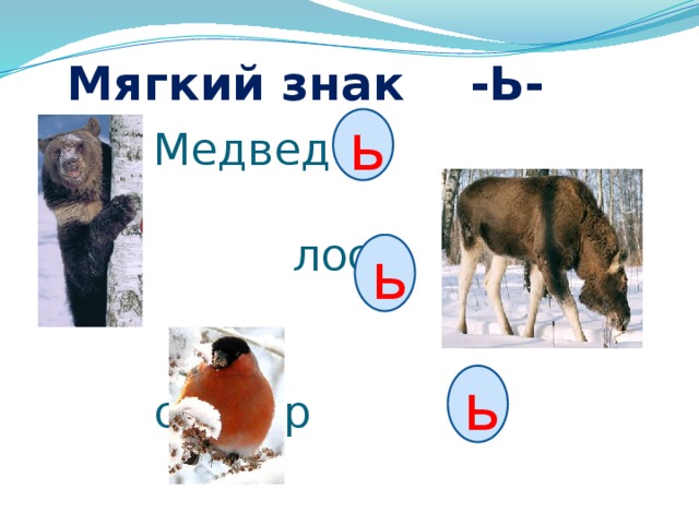 Мягкий знак -Ь- ь Медвед   лос   снегир   ь ь 