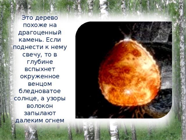 Это дерево похоже на драгоценный камень. Если поднести к нему свечу, то в глубине вспыхнет окруженное венцом бледноватое солнце, а узоры волокон запылают далеким огнем 