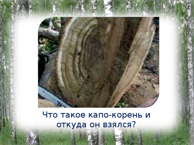 Что такое капо-корень и откуда он взялся? 
