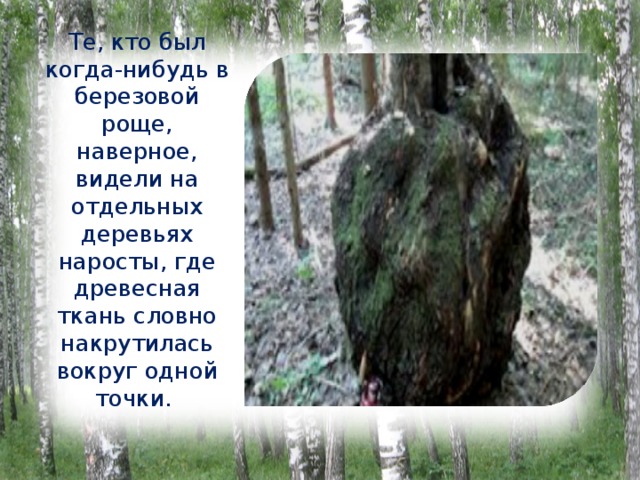 Те, кто был когда-нибудь в березовой роще, наверное, видели на отдельных деревьях наросты, где древесная ткань словно накрутилась вокруг одной точки. 