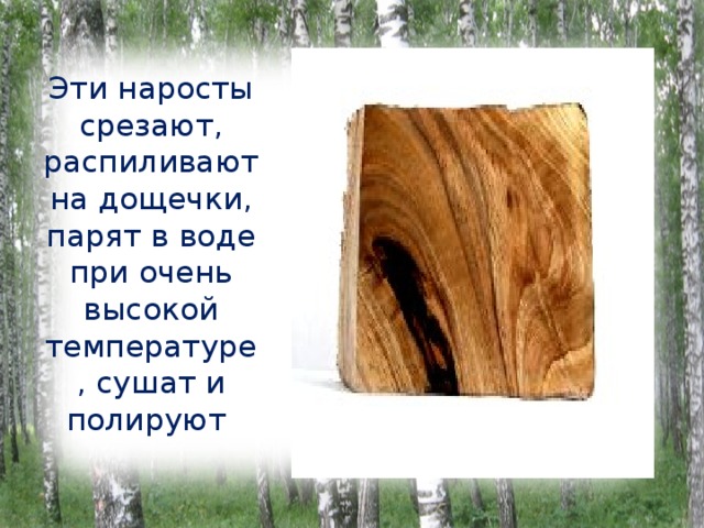 Эти наросты срезают, распиливают на дощечки, парят в воде при очень высокой температуре, сушат и полируют 
