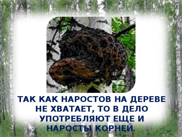 ТАК КАК НАРОСТОВ НА ДЕРЕВЕ НЕ ХВАТАЕТ, ТО В ДЕЛО УПОТРЕБЛЯЮТ ЕЩЕ И НАРОСТЫ КОРНЕЙ . 