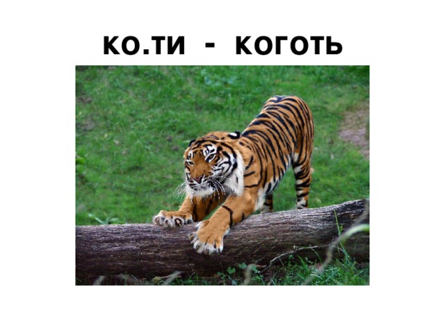 ко.ти - коготь 