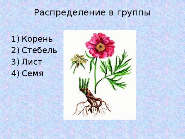 Распределение в группы   Корень Стебель Лист Семя 
