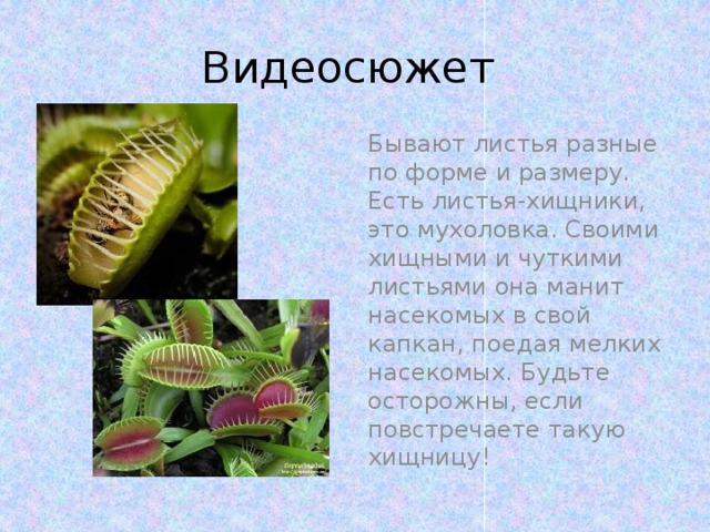 Видеосюжет Бывают листья разные по форме и размеру. Есть листья-хищники, это мухоловка. Своими хищными и чуткими листьями она манит насекомых в свой капкан, поедая мелких насекомых. Будьте осторожны, если повстречаете такую хищницу! 