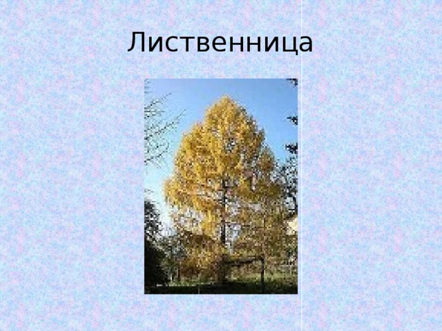 Лиственница 