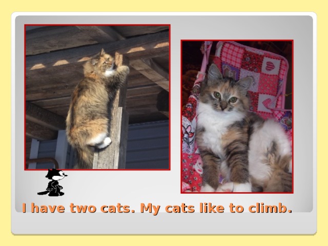 I have two cats. My cats like to climb . 