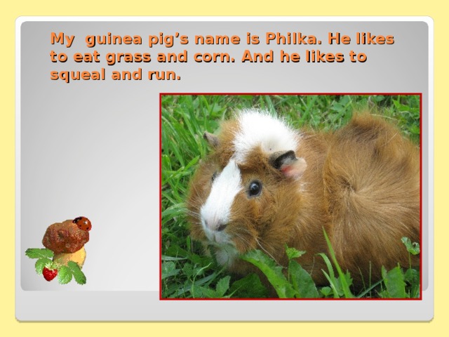 My guinea pig’s name is Philka. He likes to eat grass and corn. And he likes to squeal and run. 