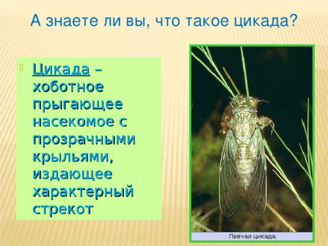 А знаете ли вы, что такое цикада? Цикада – хоботное прыгающее насекомое с прозрачными крыльями, издающее характерный стрекот  