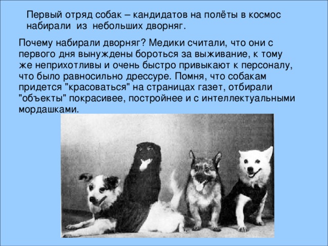 Первый отряд собак – кандидатов на полёты в космос набирали из небольших дворняг. Почему набирали дворняг? Медики считали, что они с первого дня вынуждены бороться за выживание, к тому же неприхотливы и очень быстро привыкают к персоналу, что было равносильно дрессуре. Помня, что собакам придется 